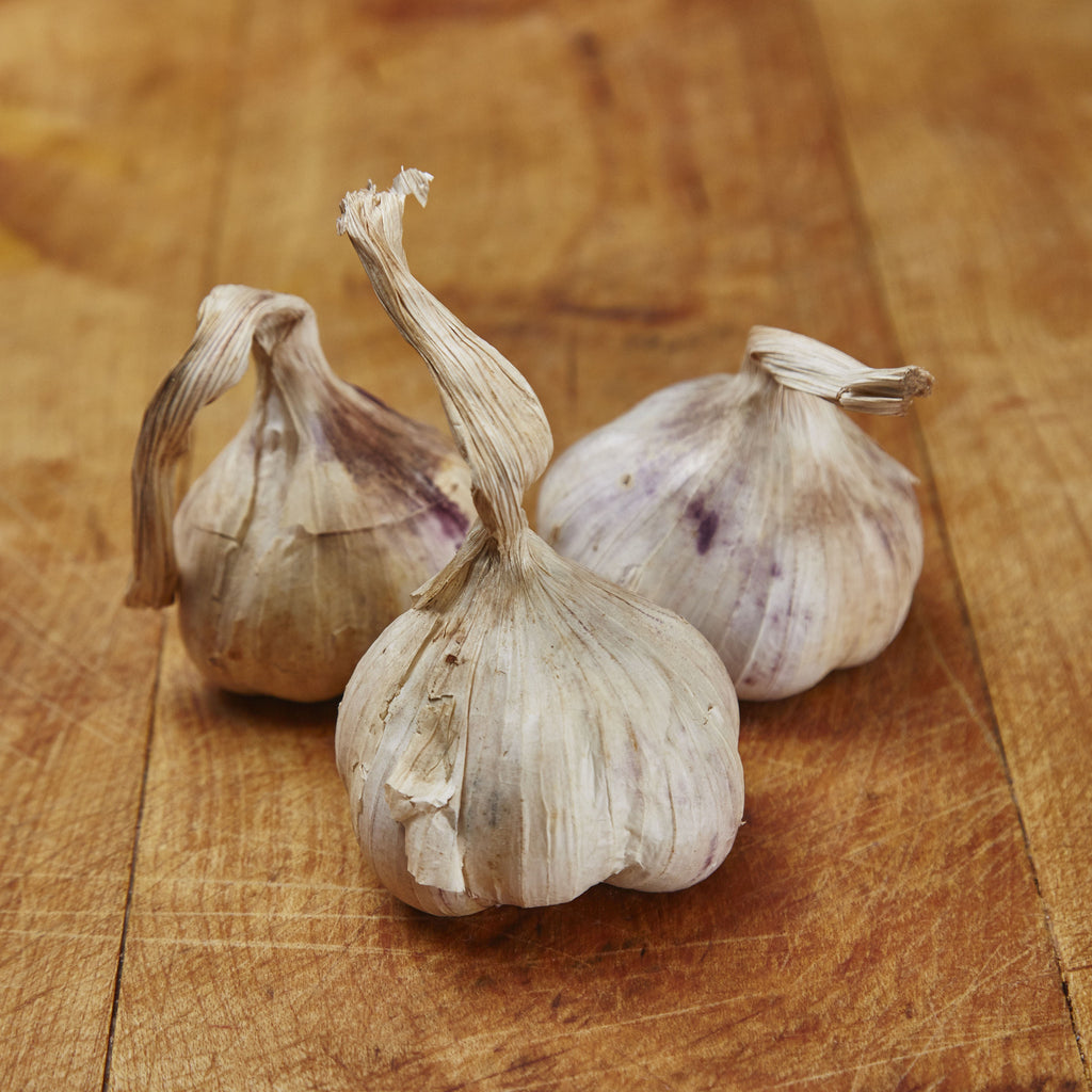 Purple / Blue Garlic Bulb x4
